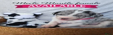 Great Dane Puppy 4