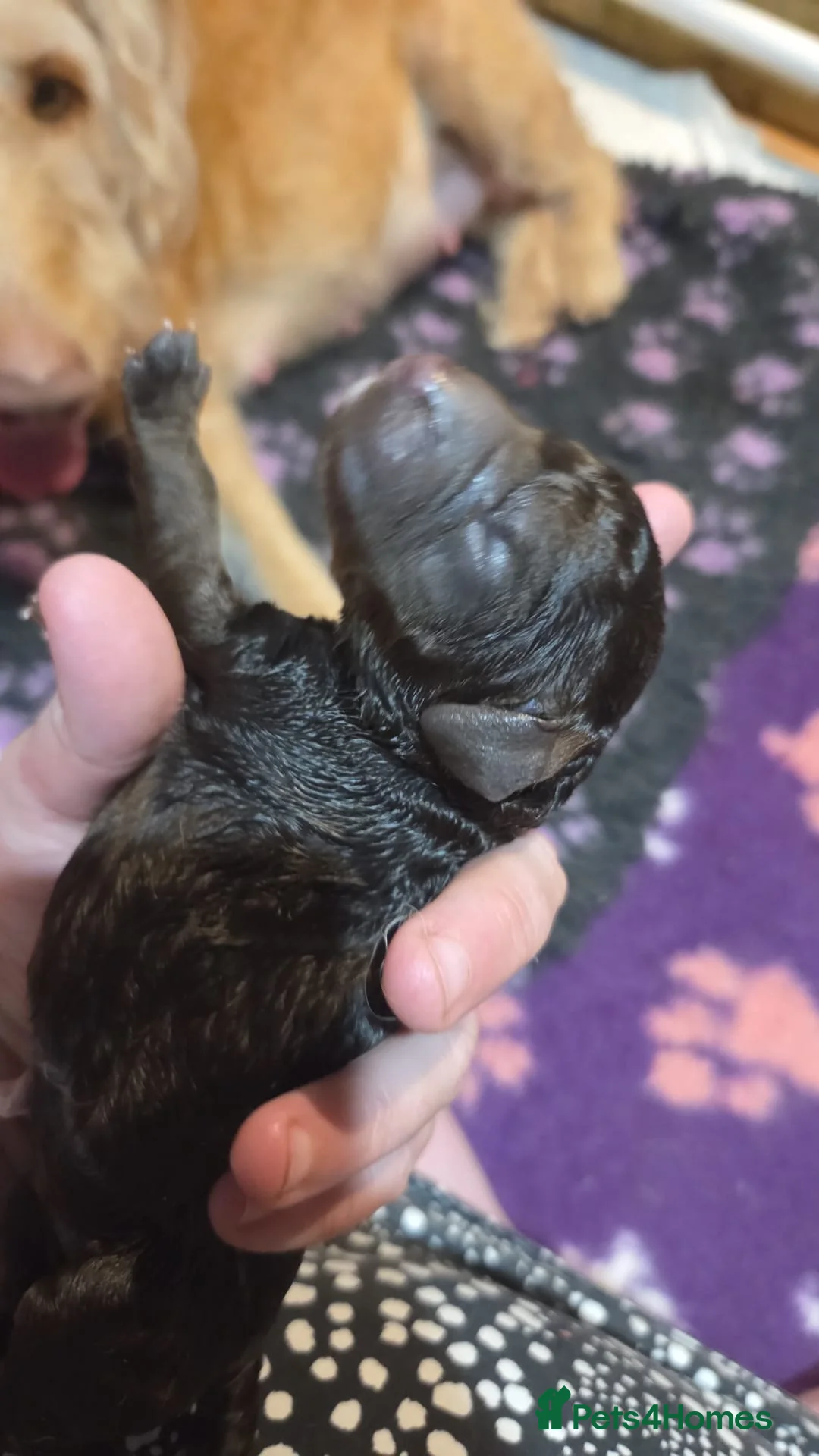 Goldendoodle dogs for sale: DELIGHTFUL WELL BRED DOODLES - Advert 12