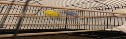 Budgerigars birds for sale: Budgies for sale , around 3-4 months old.  - Advert 2