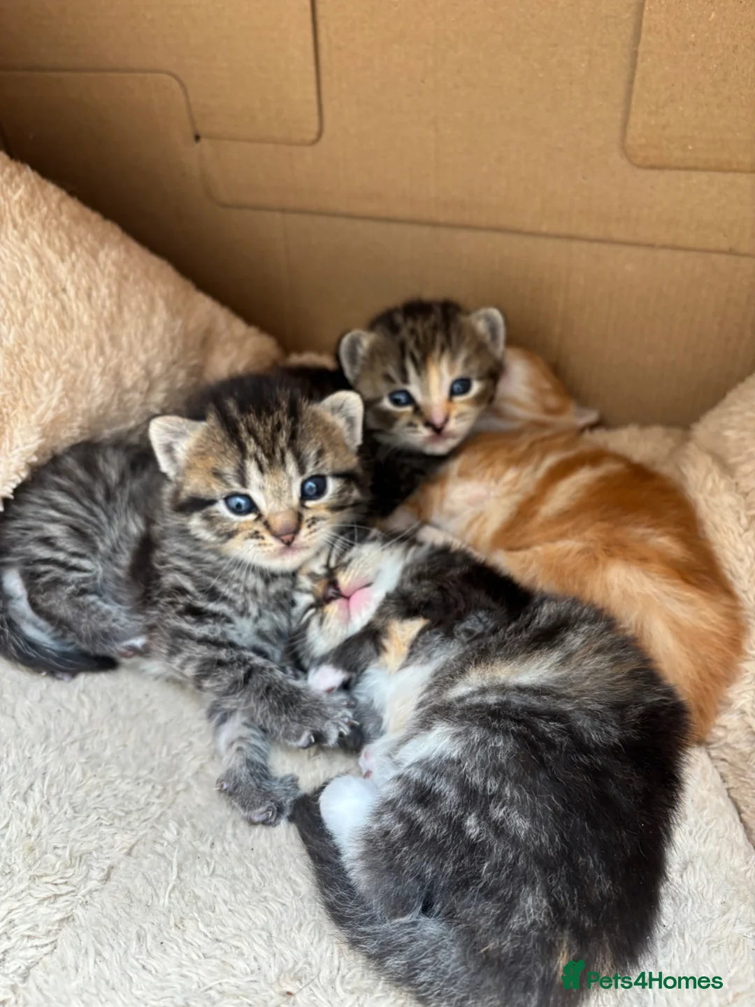 Scottish Fold cats for sale: 6 Scottish fold kittens  - Advert 2