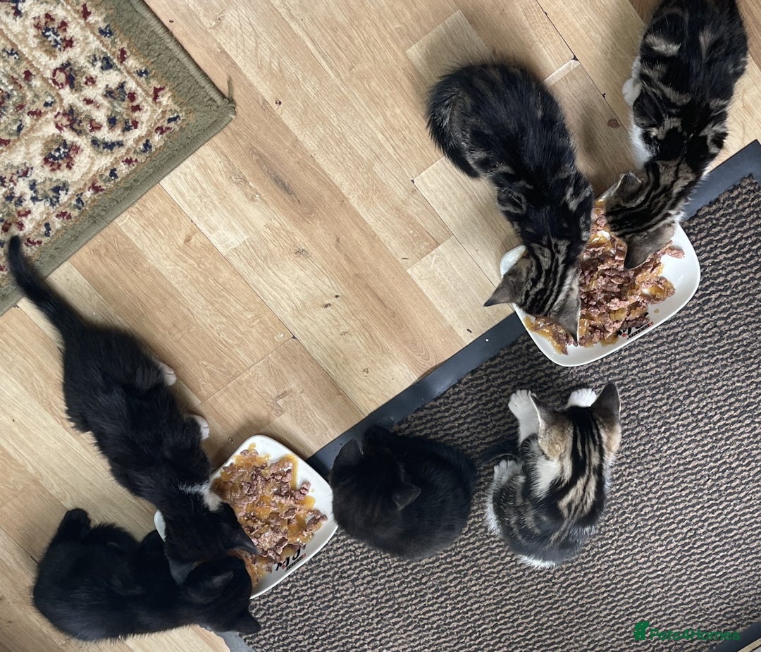Mixed Breed cats for sale: Friendly kittens looking for loving homes 🐾 - Image 6
