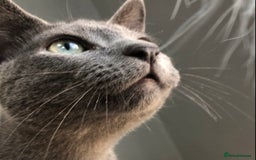 Russian Blue cats for sale: GCCF RUSSIAN BLUE KITTENS  💙🩷🐾 in Manchester - Image 18