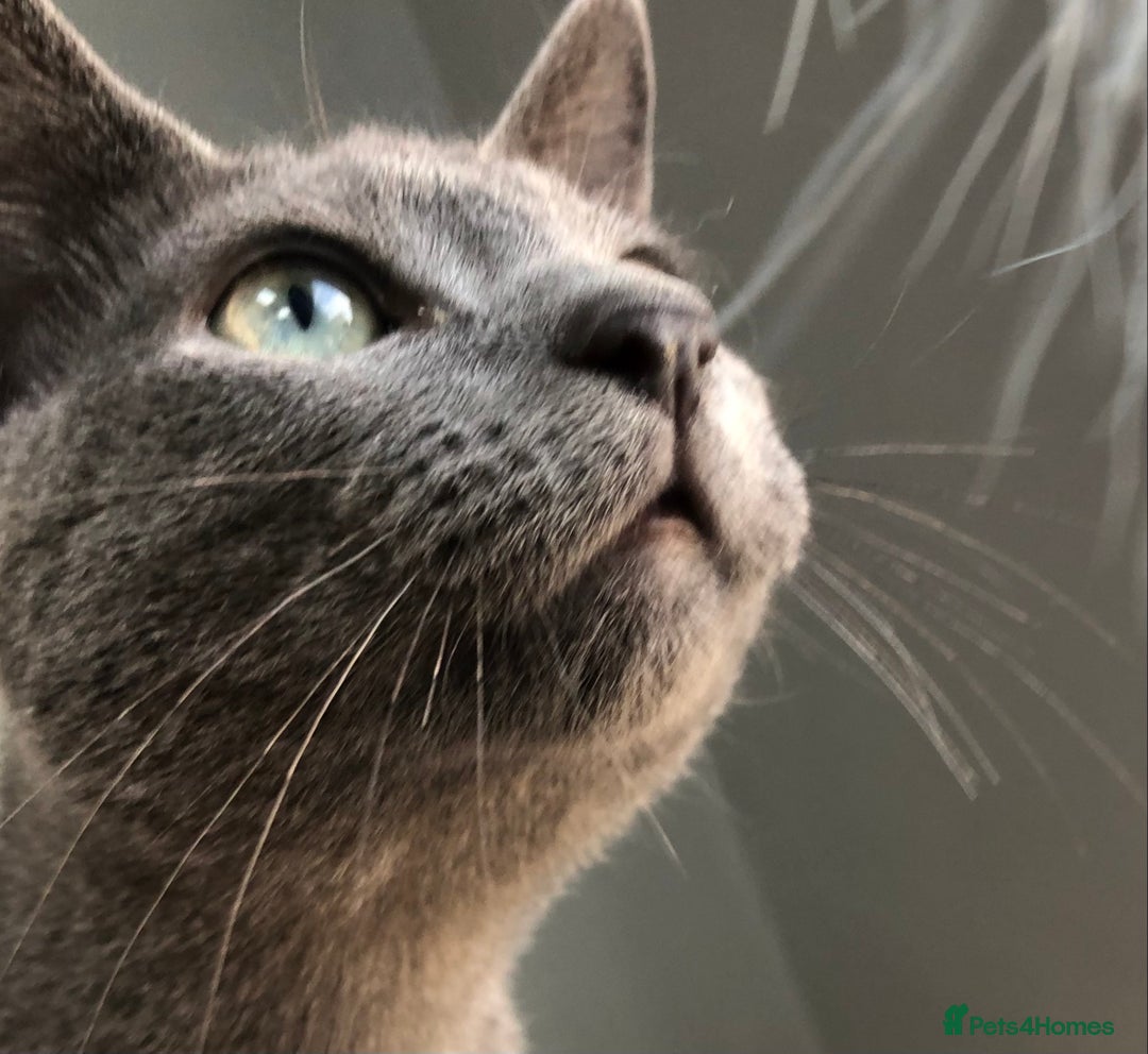 Russian Blue cats for sale: GCCF RUSSIAN BLUE KITTENS  💙🩷🐾 in Manchester - Image 18