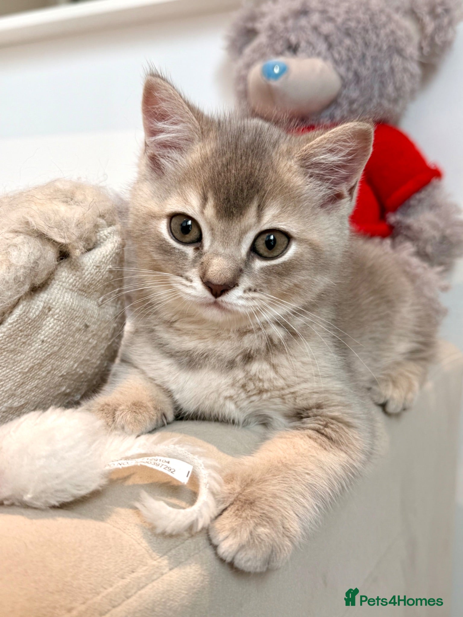 Scottish Fold cats for sale: Beautiful Scottish kitties are looking for a home  - Advert 1