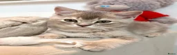 Scottish Fold cats for sale: Beautiful Scottish kitties are looking for a home  - Advert 1