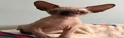 Sphynx cats for sale: Boy Sphynx Kitten  - Advert 11
