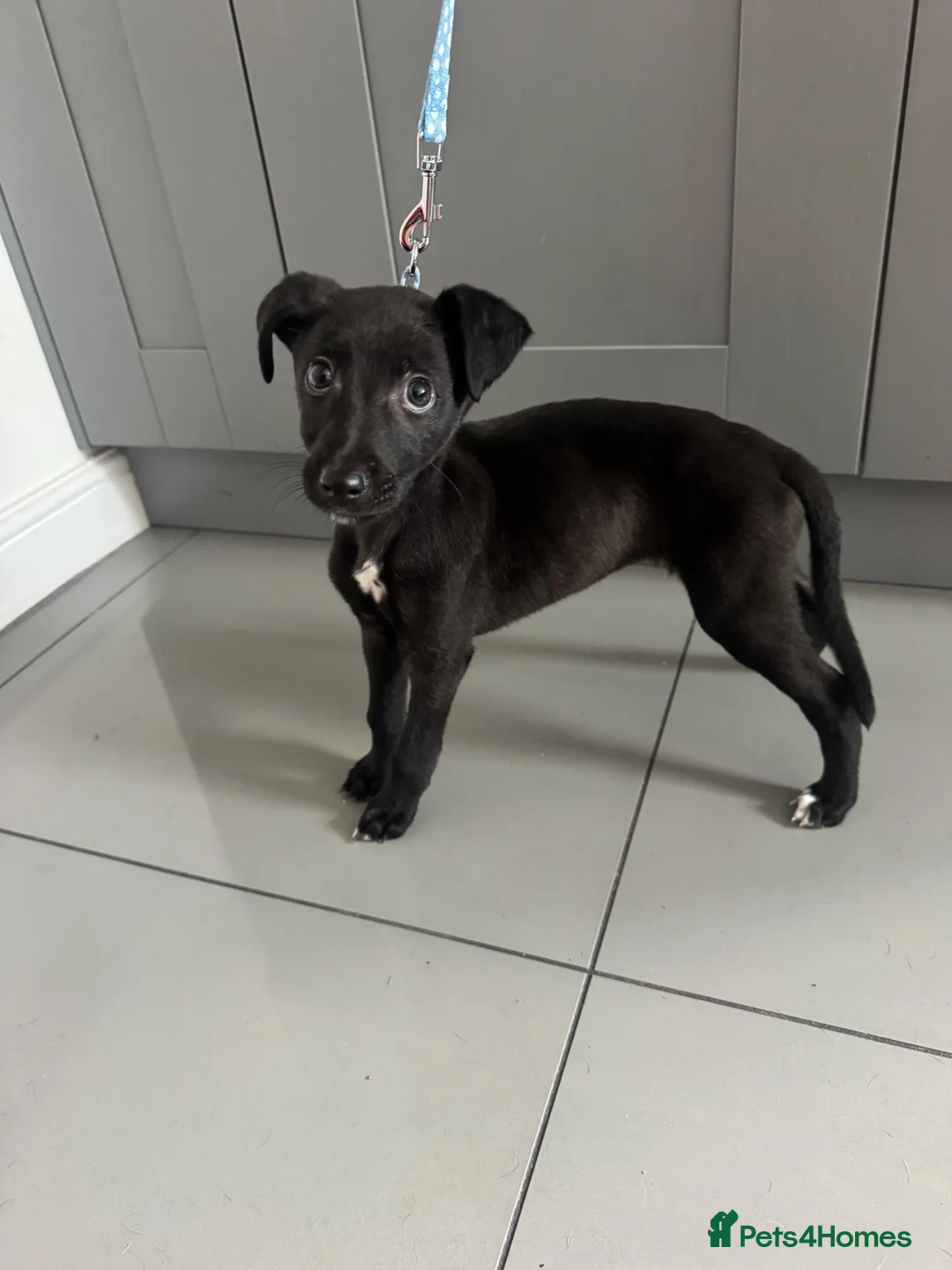 Mixed Breed dogs for sale: whippet/lurcher pup - Advert 2