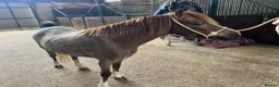 Welsh Section A horses for sale: For sale section A gelding  - Advert 5