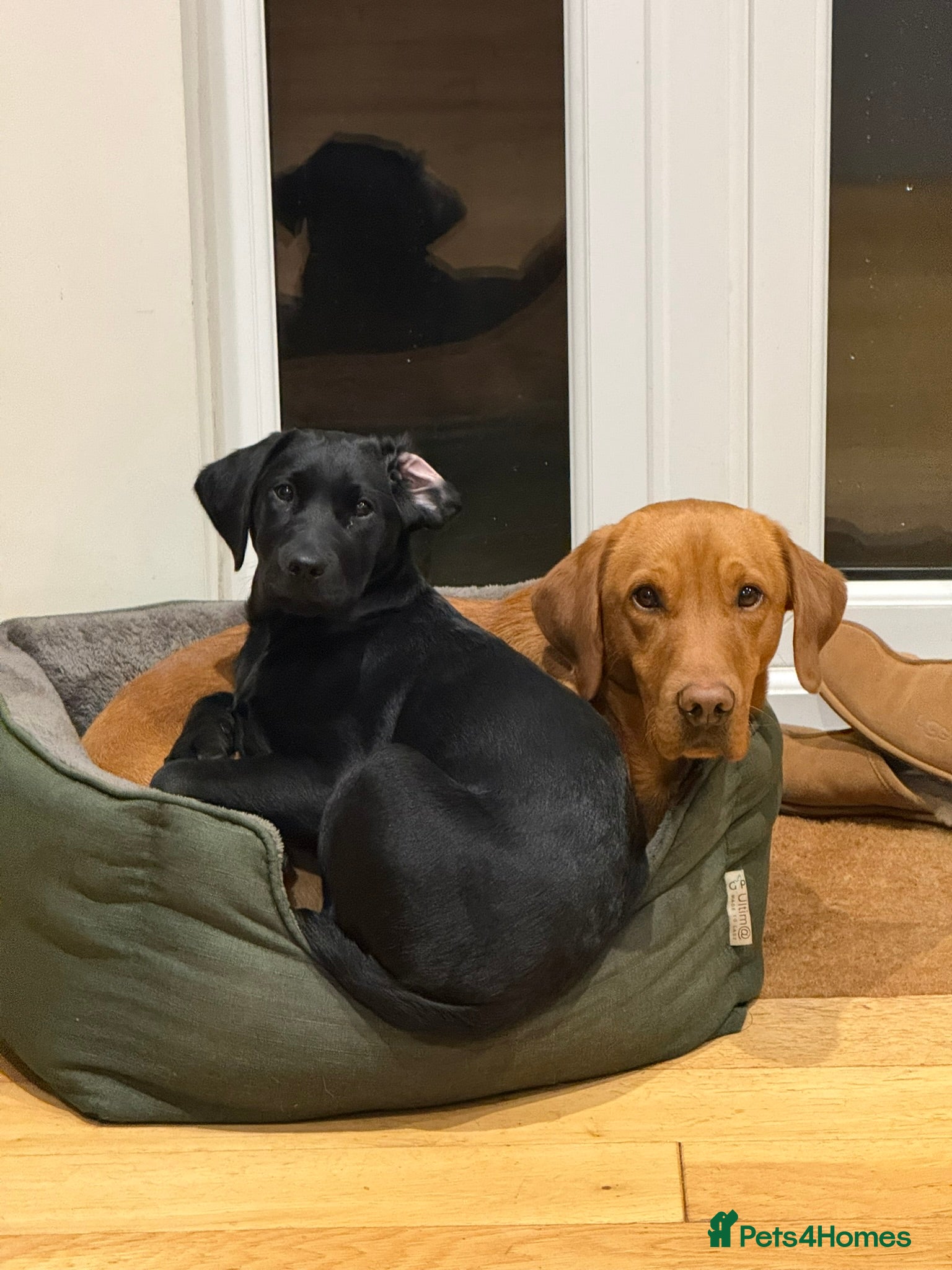 Labrador Retriever dogs for sale: Lainey - Beautiful Female Black Labrador Puppy - Advert 2