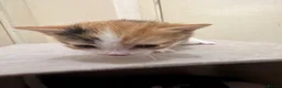 Domestic Shorthair cats for sale: kittens available - Advert 4