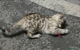 Bengal cats for sale: Bengal kittens - Image 12
