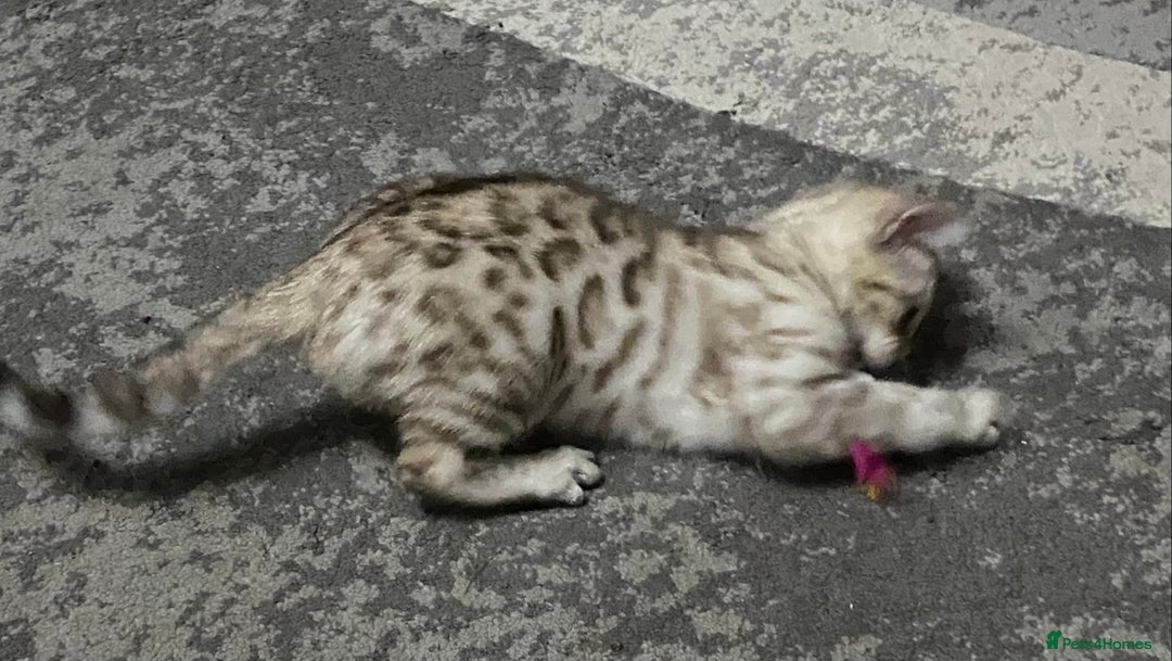 Bengal cats for sale: Bengal kittens - Image 12