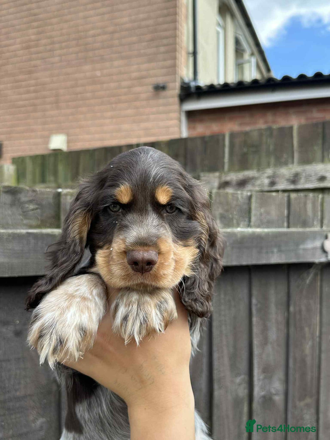 Cocker Spaniel dogs for sale: Beautiful Cocker spaniel puppies  - Image 5
