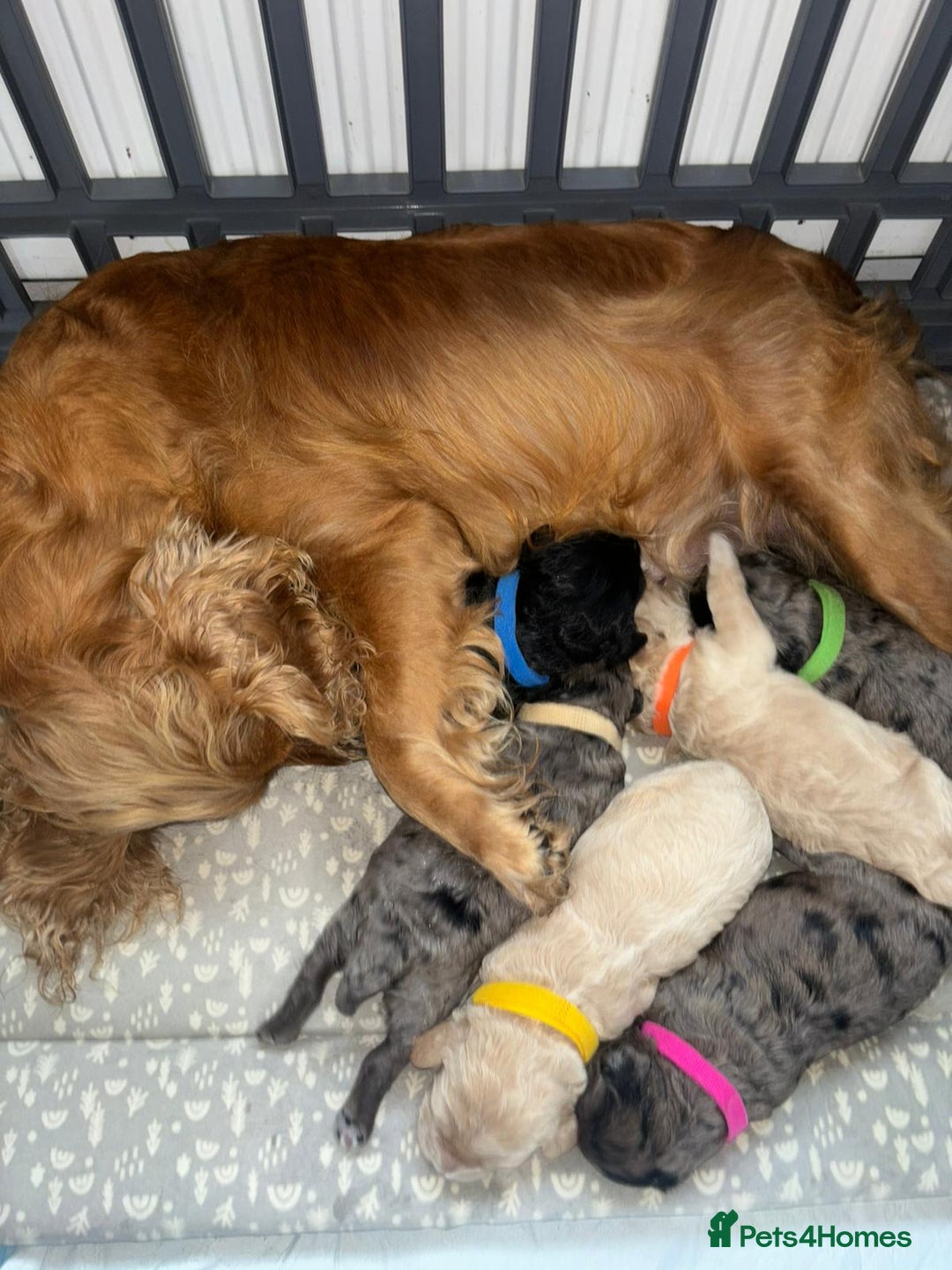 Cavapoo dogs for sale: BEAUTIFUL CAVAPOO PUPPIES HEALTH TESTED PARENTS  - Image 30
