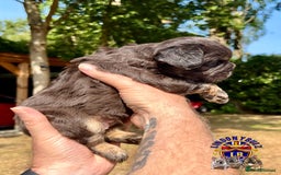 French Bulldog dogs for sale: QUALITY FLUFFY FRENCH BULLDOG PUPPIES - Image 5