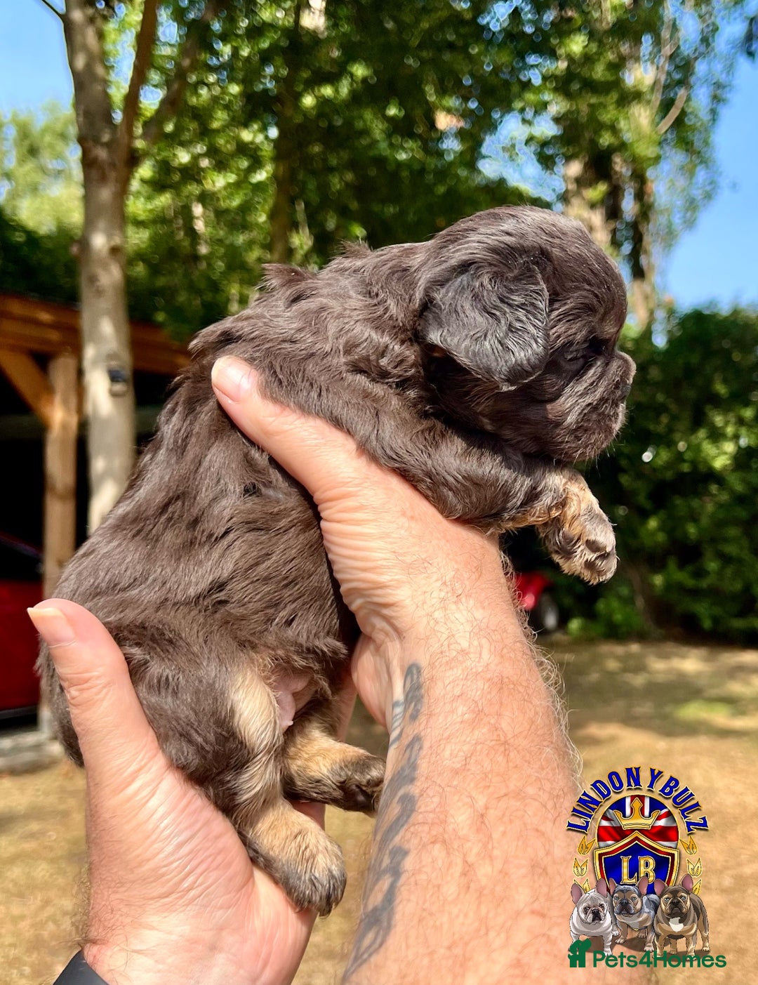 French Bulldog dogs for sale: QUALITY FLUFFY FRENCH BULLDOG PUPPIES - Image 5
