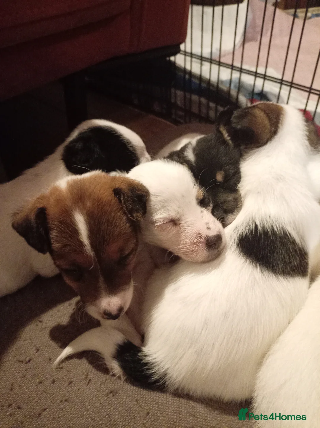 Jack Russell dogs for sale: Jack Russell puppies for sale  - Advert 1