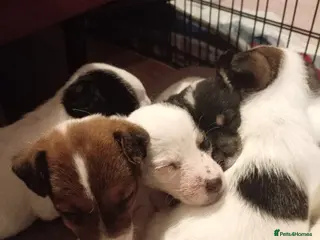 Jack Russell dogs Jack Russell puppies for sale - Advert 2