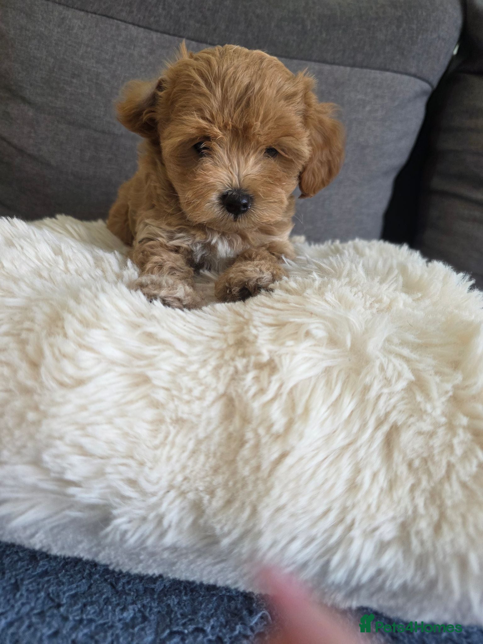 Maltipoo dogs Maltipoo lovely, cutest puppy - Advert 17