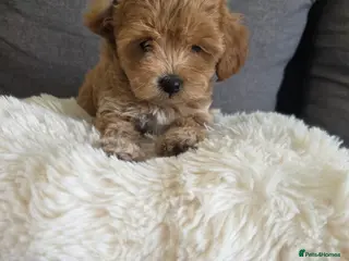 Maltipoo dogs Maltipoo lovely, cutest puppy - Advert 17
