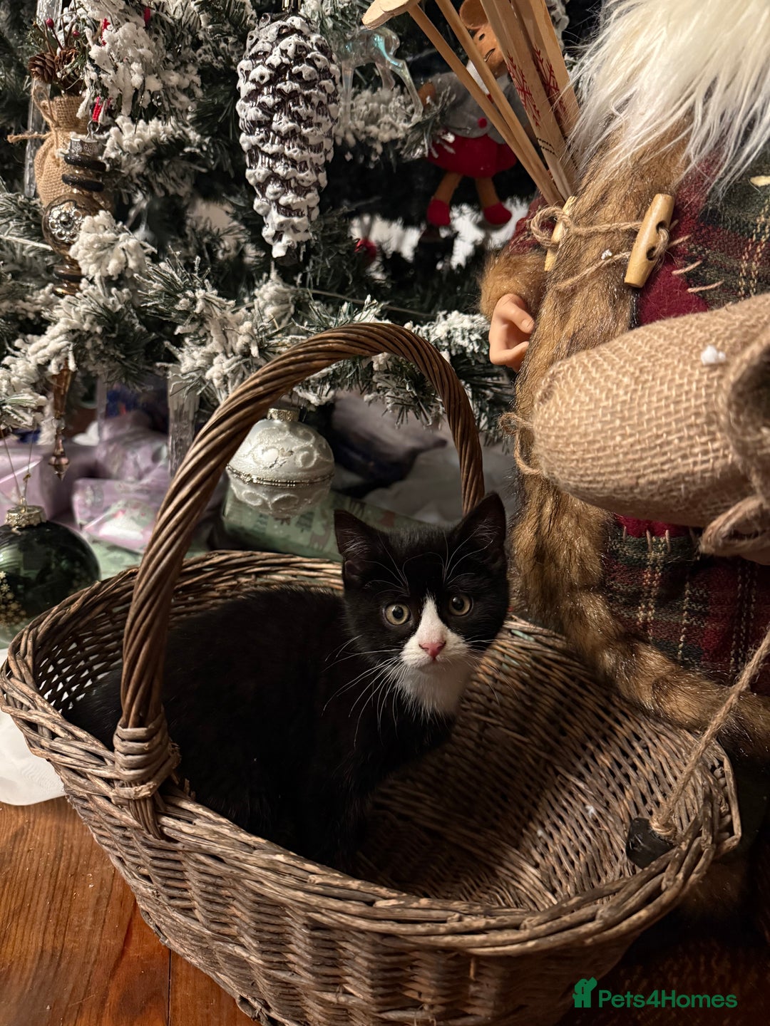 Mixed Breed cats for sale:  **  kittens for Sale  - Advert 1