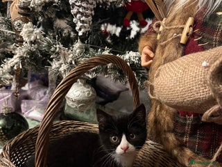 Mixed Breed cats Christmas kittens for Sale - Advert 2