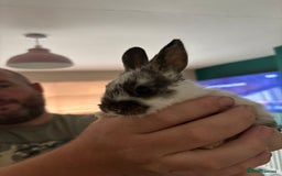 Mini Lop rabbits for sale: 8 baby rabbits - Image 8