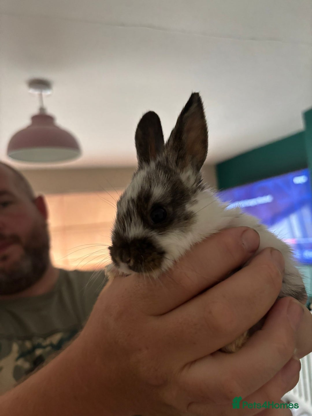 Mini Lop rabbits for sale: 8 baby rabbits - Image 8