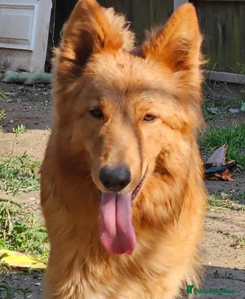 German Shepherd dogs Female German shepherd age 3years months  - Advert 1