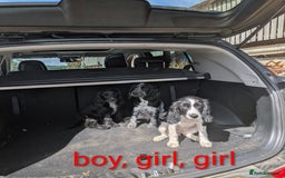Cocker Spaniel dogs for sale: Cocker Spaniel puppies - Image 2