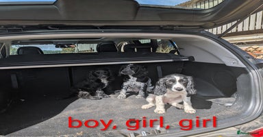 Cocker Spaniel dogs - Advert 6