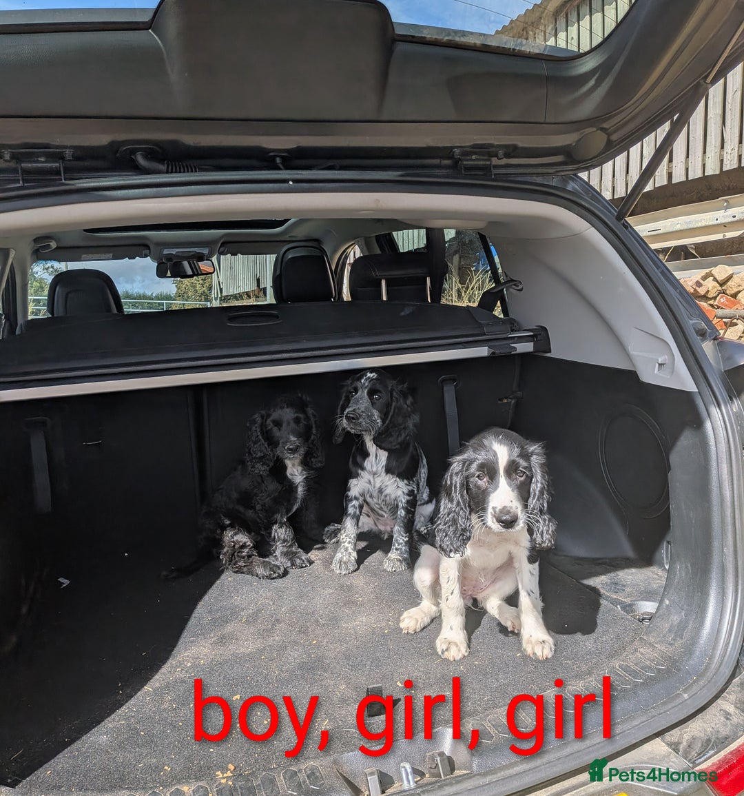Cocker Spaniel dogs for sale: Cocker Spaniel puppies - Image 2