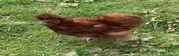Chickens poultry for sale: Bearded Silkie Hatching Eggs - Advert 7