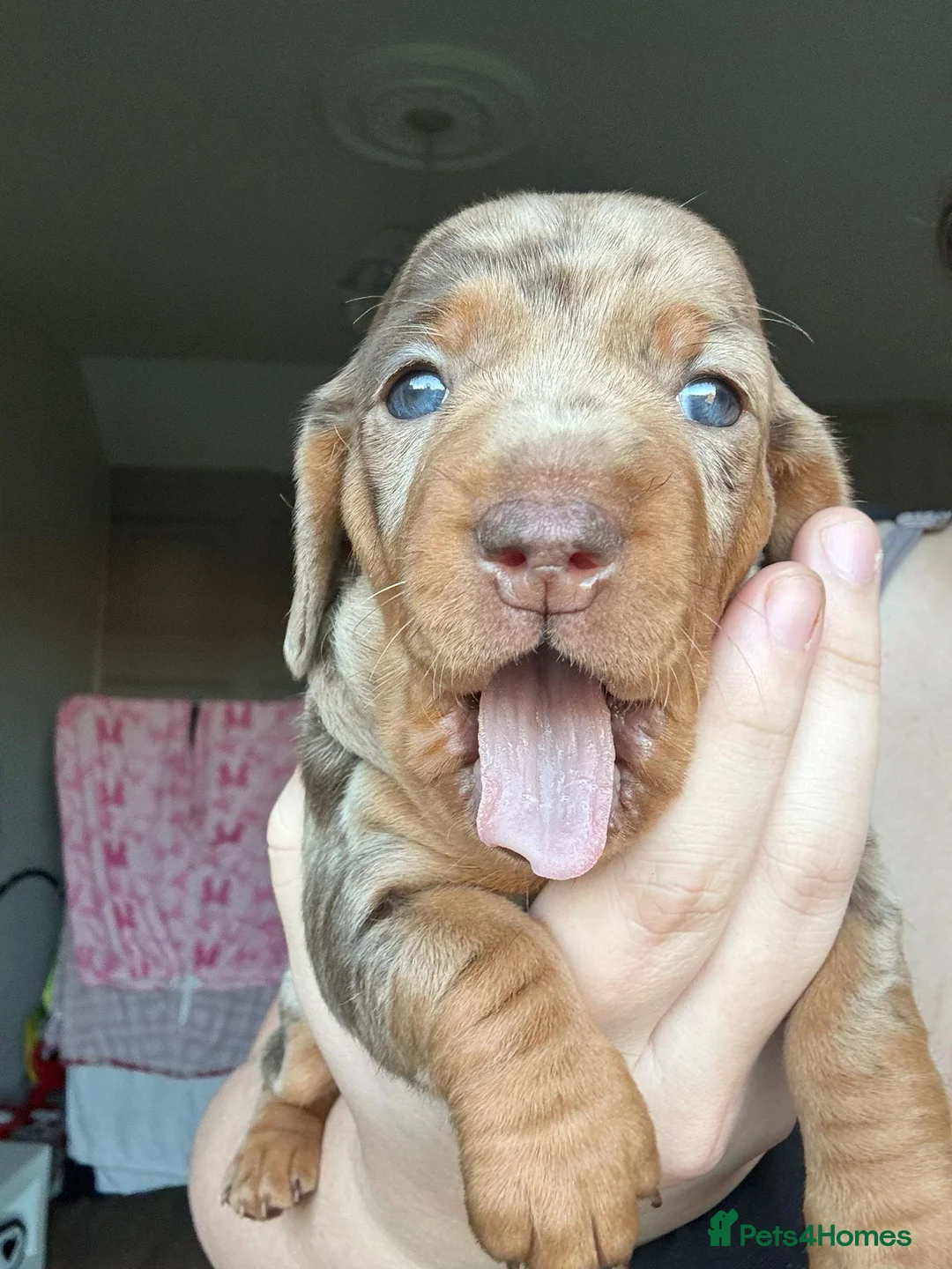 Miniature Dachshund dogs for sale: Miniature Dachshunds  - Advert 15