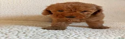 Cockapoo dogs for sale: F1b cockapoo puppies - DNA health test clear  - Advert 35