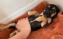 Jack Russell dogs for sale: Jack Russell pups  - Image 5