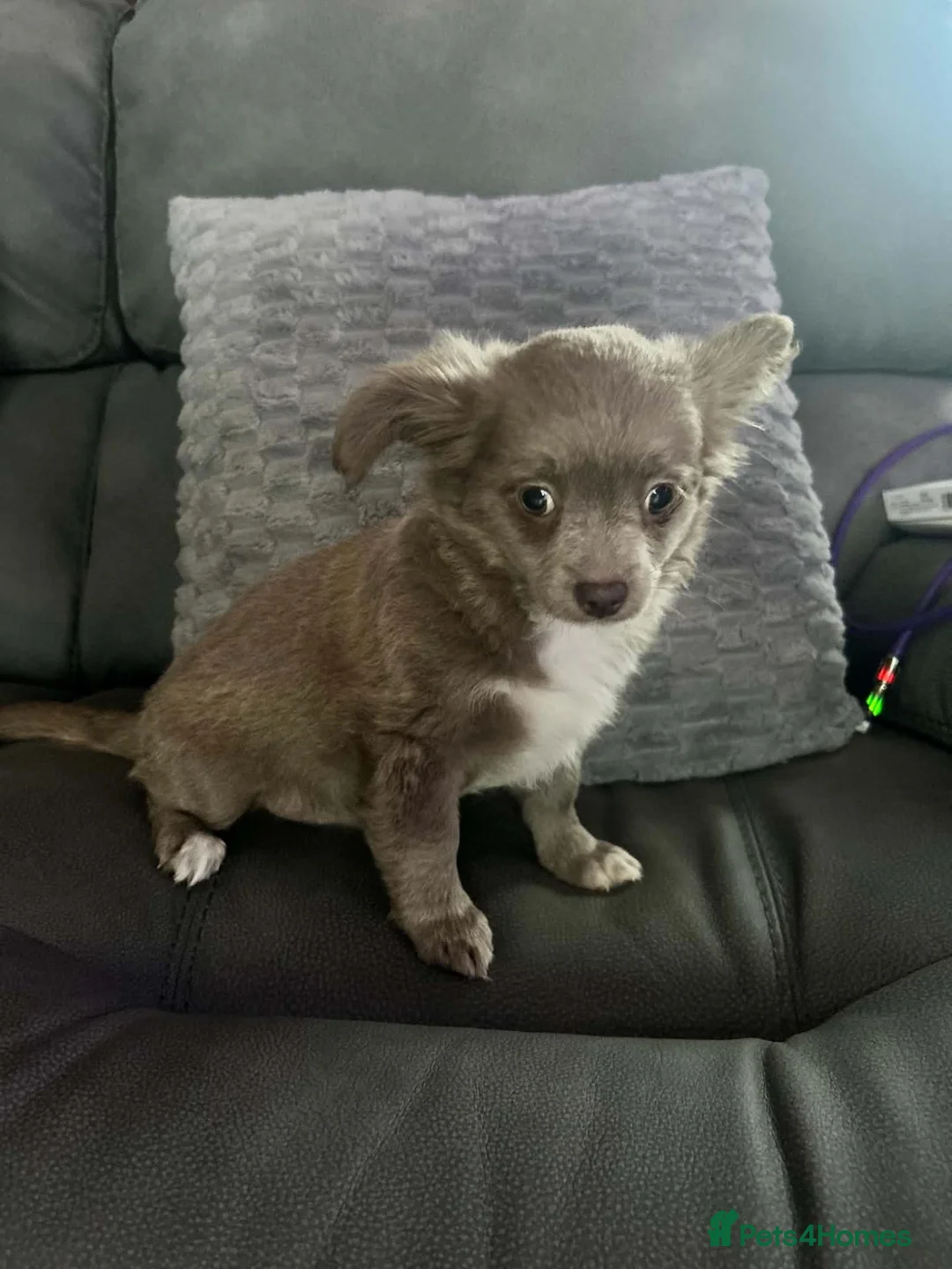 Chihuahua dogs for sale: Gorgeous Chihuahua Puppies in Leven - Advert 2