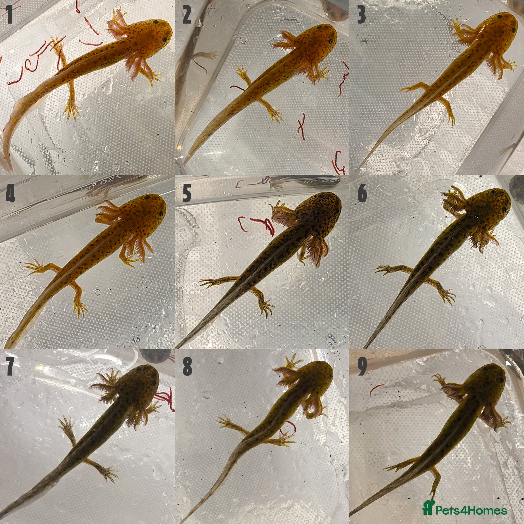 Axolotl reptiles for sale: Juvenile Axolotls - 4 Months - 4 Inches in Telford - Advert 3
