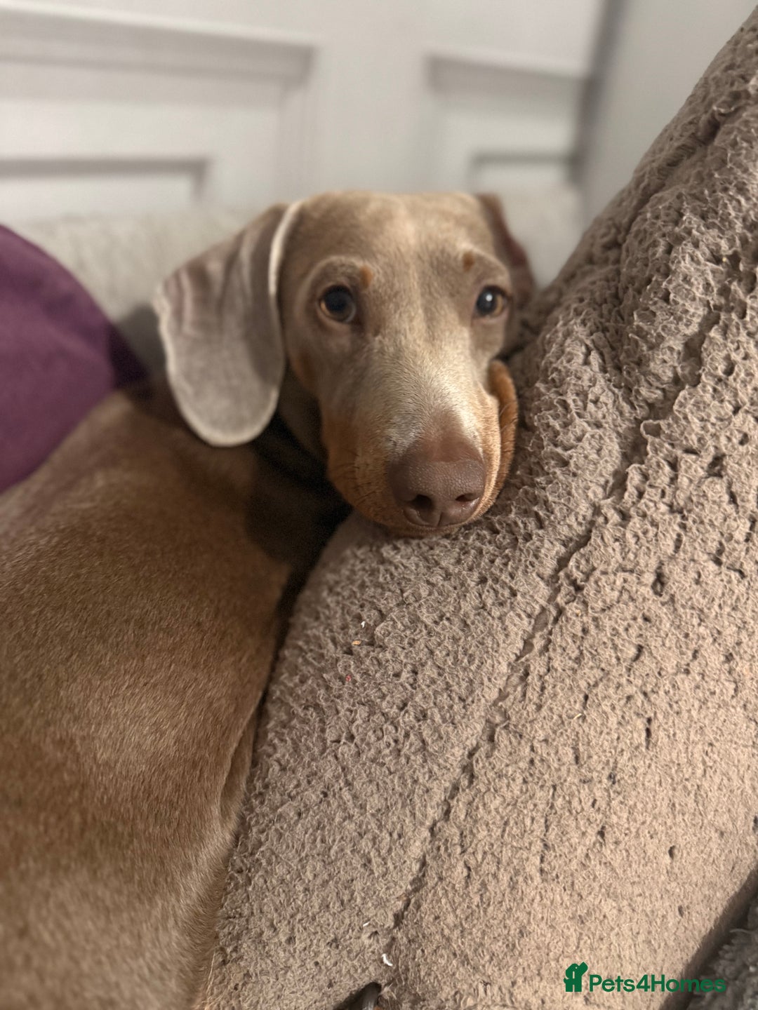 Miniature Dachshund dogs for stud: Isabella make , for stud  - Image 4
