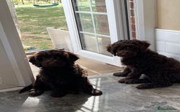 Australian Labradoodle dogs for sale: Pure Australian Labradoodles - READY TO LEAVE  - Image 27