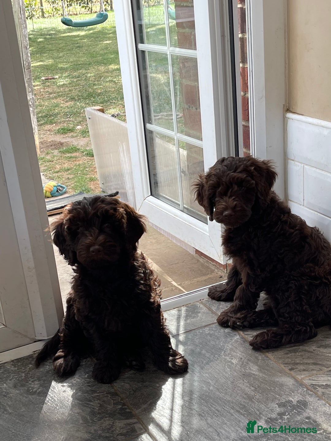 Australian Labradoodle dogs for sale: Pure Australian Labradoodles - READY TO LEAVE  - Image 27