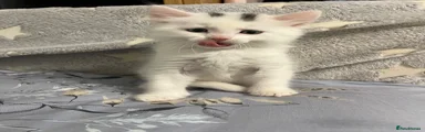 Turkish Angora Kitten 1