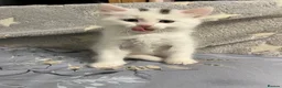 Turkish Angora cats for sale: White girl and black&white boy - Advert 4