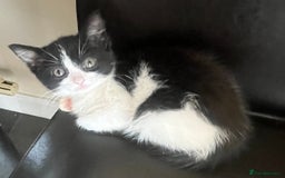 Mixed Breed cats for sale: Beautiful female kitten  - Image 1
