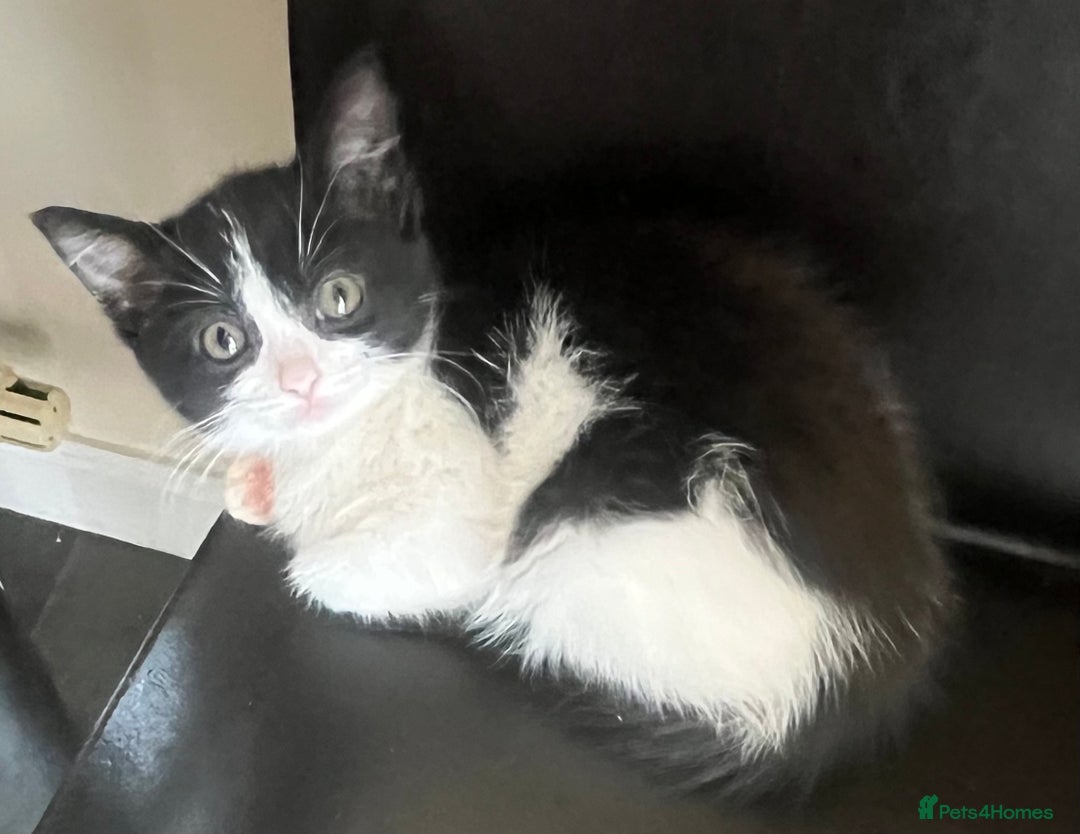 Mixed Breed cats for sale: Beautiful female kitten  - Image 1