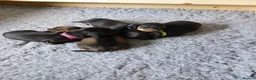 Dachshund dogs for sale: Dachshund Puppies in Redditch - Advert 14
