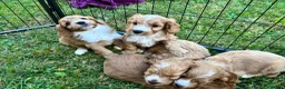 Cockapoo dogs for sale: Beautiful cockapoos - Advert 8