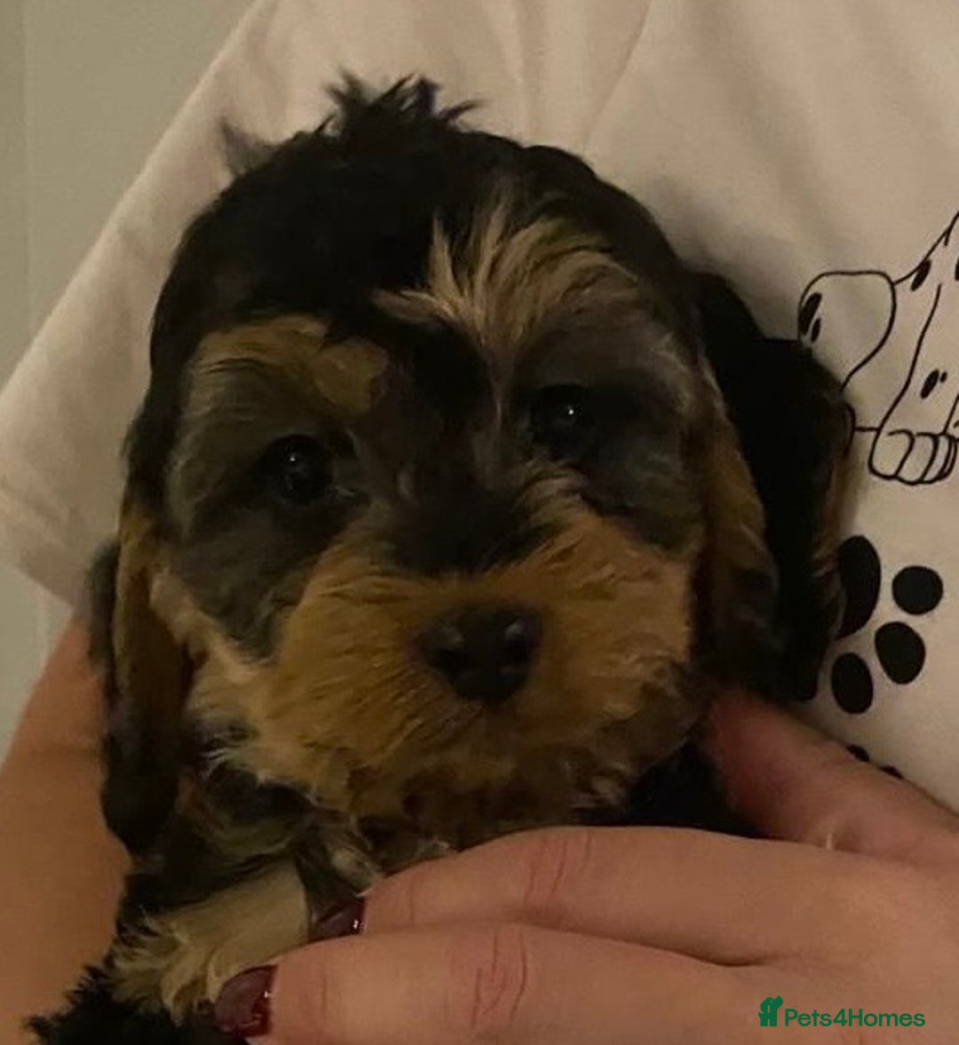 Cockapoo dogs for sale: ADORABLE COCKAPOO PUPPIES  - Advert 1