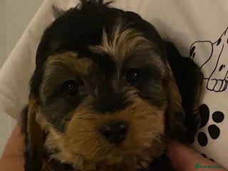 Cockapoo dogs ADORABLE COCKAPOO PUPPIES - Advert 1