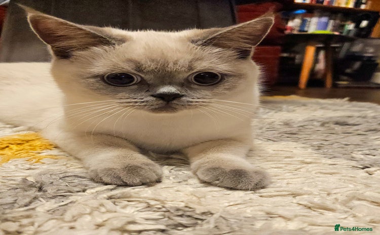 Scottish Fold cats - Advert 4